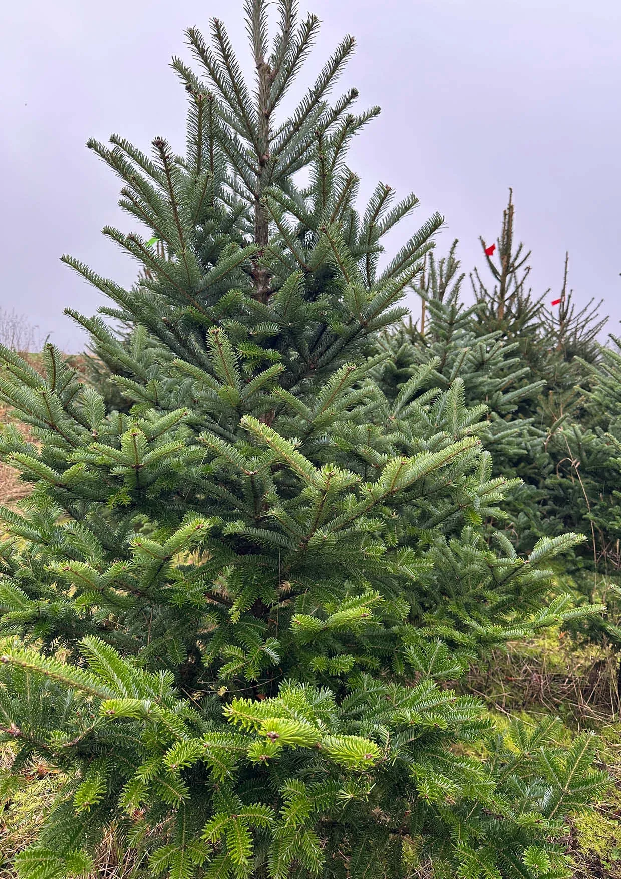 Sapins de Noël Nordmann 300-400cm