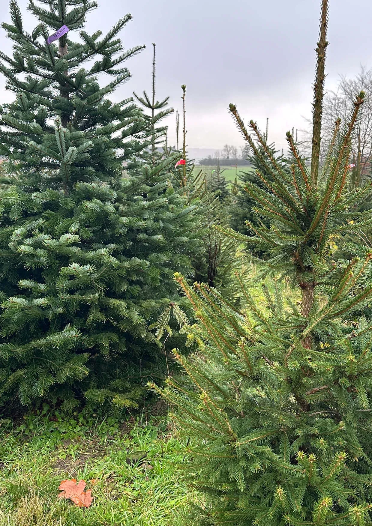 Sapins de Noël Nordmann 300-400cm