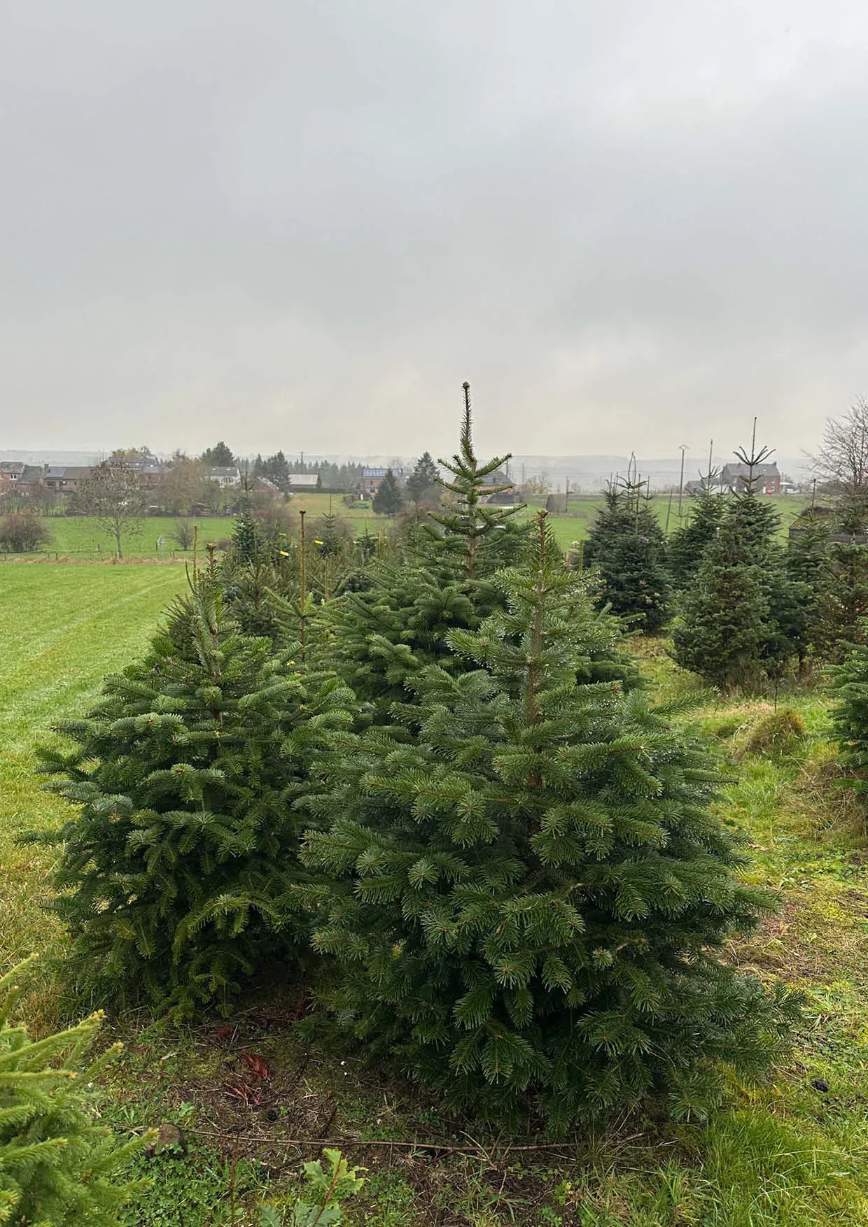 Sapins de Noël Nordmann 300-400cm