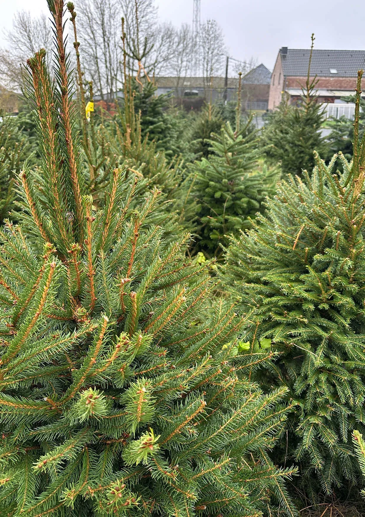 Sapins de Noël Nordmann 300-400cm