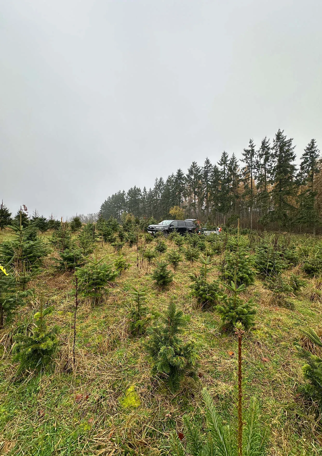 Sapins de Noël Nordmann 300-400cm