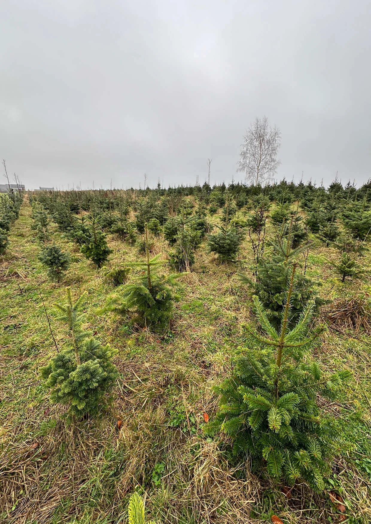 Sapins de Noël Nordmann 300-400cm