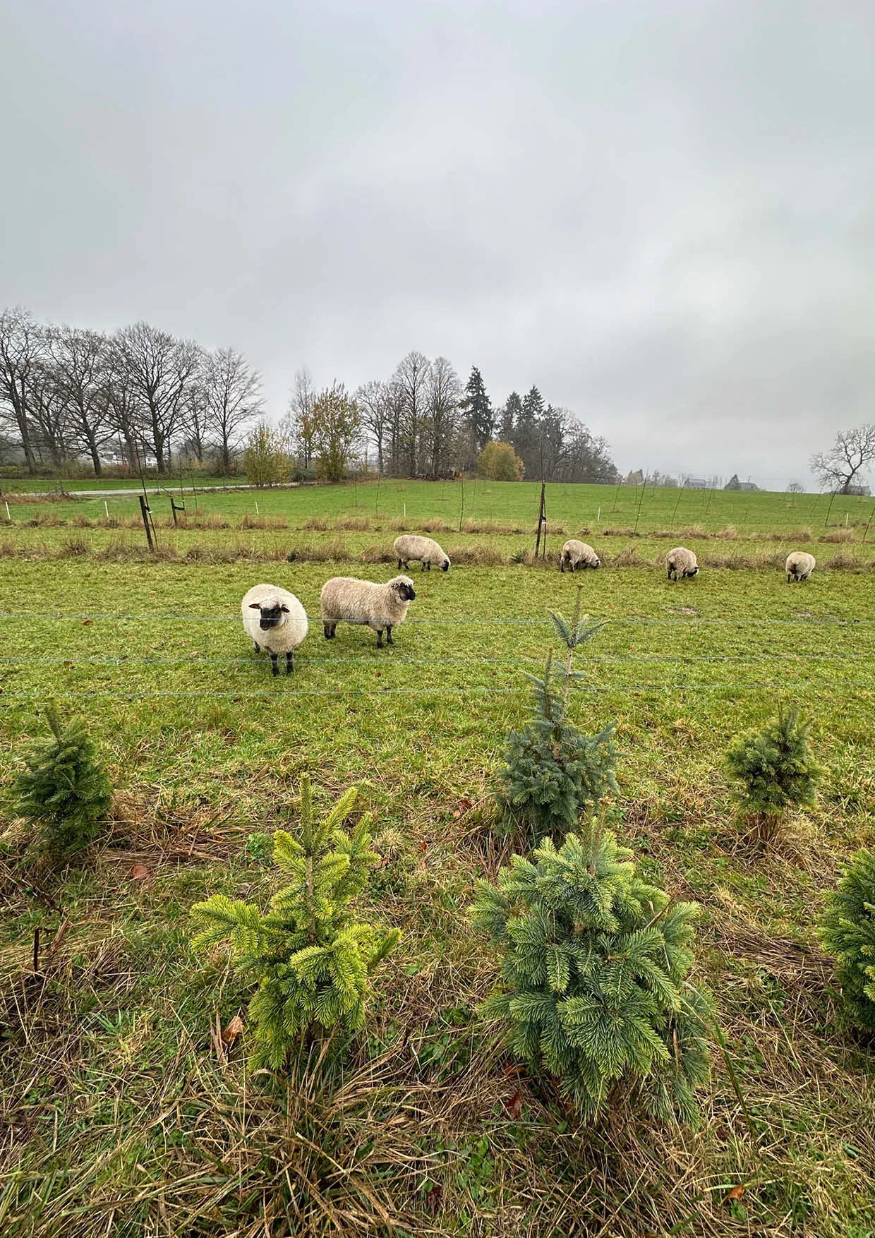 Sapins de Noël Nordmann 300-400cm