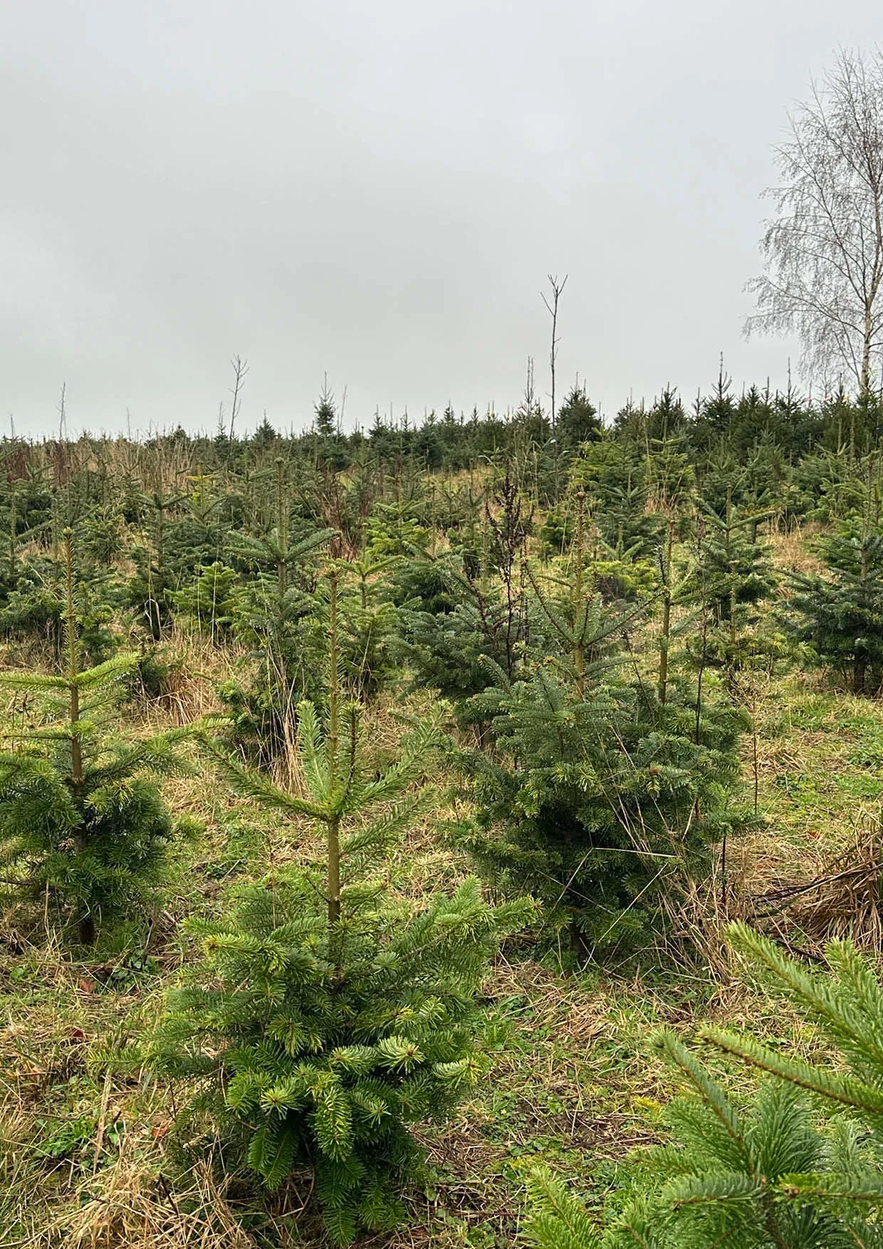 Sapins de Noël Nordmann 300-400cm
