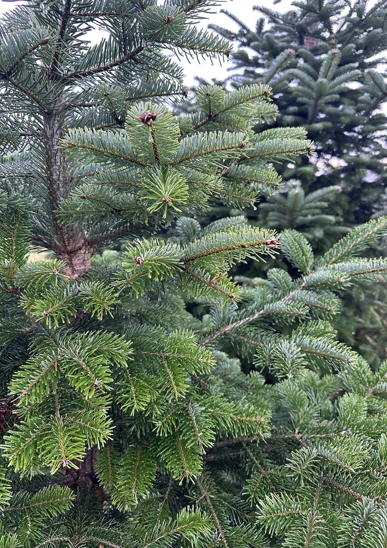 Sapins de Noël Nordmann 300-400cm